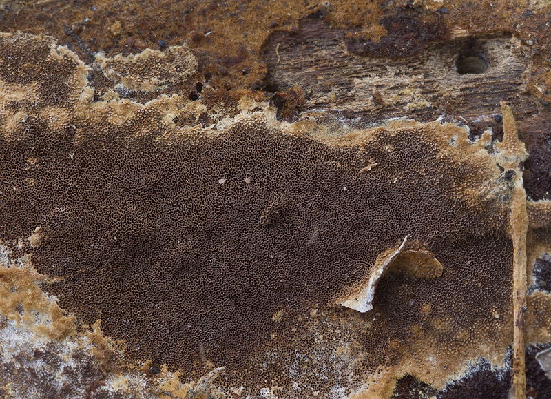 Phellinus ferruginosus